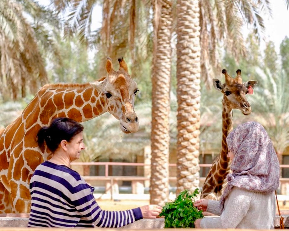 Two women feeding giraffes at a zoo, palm trees in background DUBAI DOO