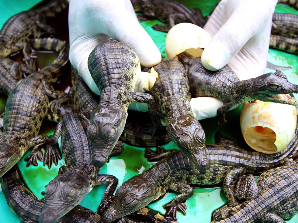Hands holding baby crocodiles, small reptiles, and part of an egg.