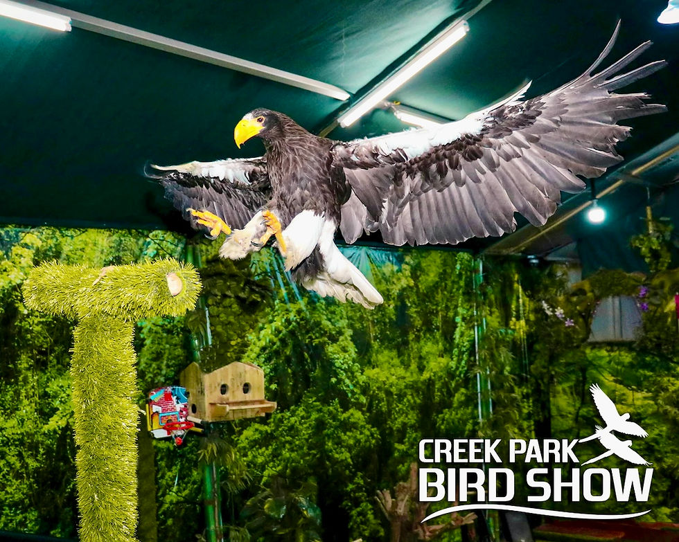 Large eagle in flight, Creek Park Bird Show, green background