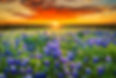 Bluebonnets Sunset 2.jpg