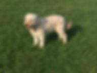 fullsizeoutput_7814.jpeg
