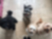 fullsizeoutput_7809.jpeg
