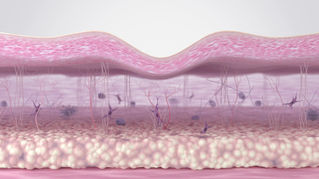 Vegan Collagen: Does It Actually Work? What the Science Says