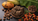 African Black Soap Benefits for Skin: The Science Behind This Ancient Cleanser