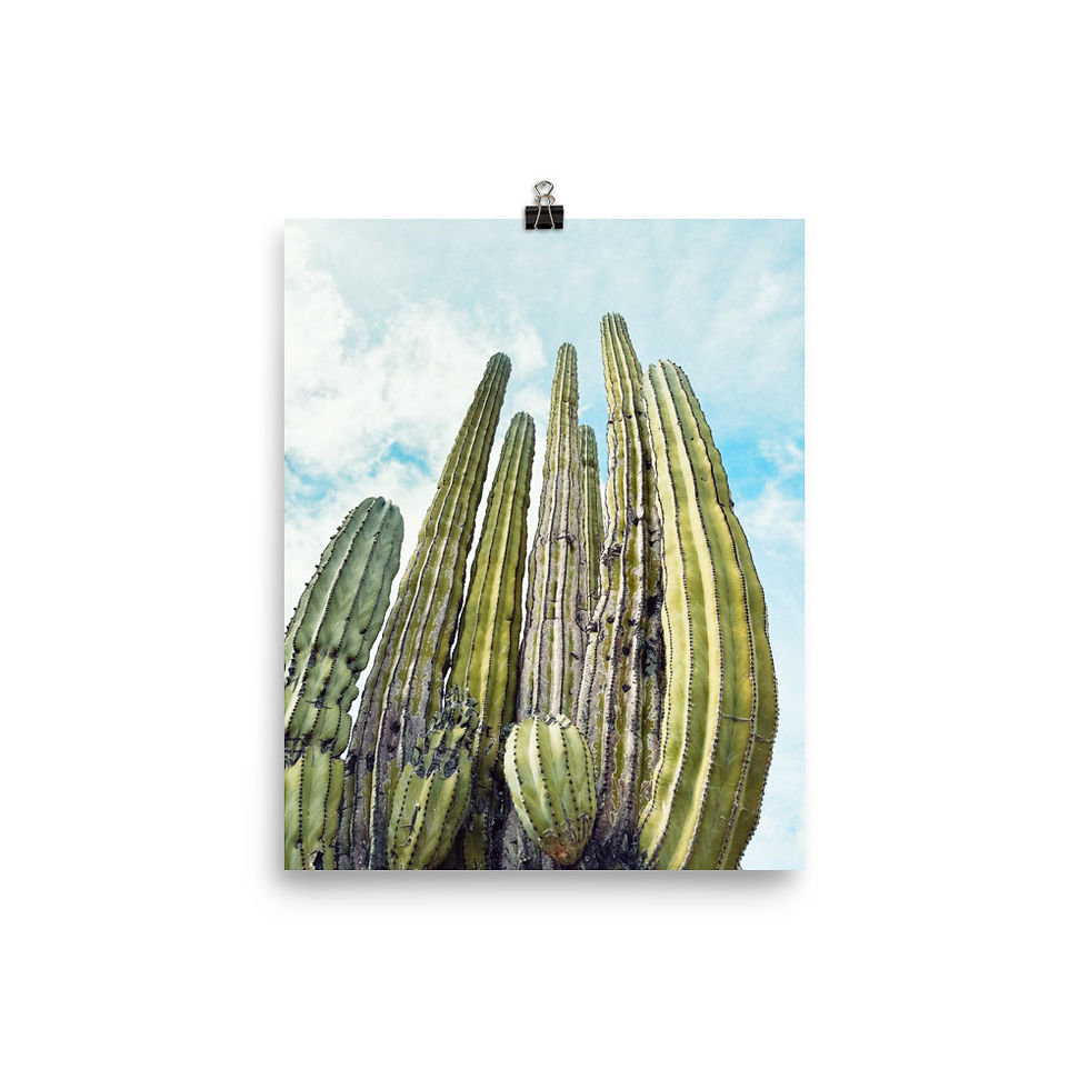 Cactus Photo Print