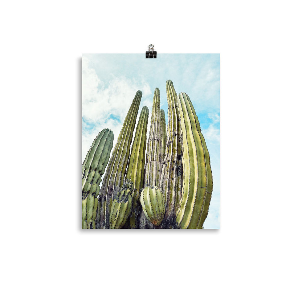 Thumbnail: Cactus Photo Print