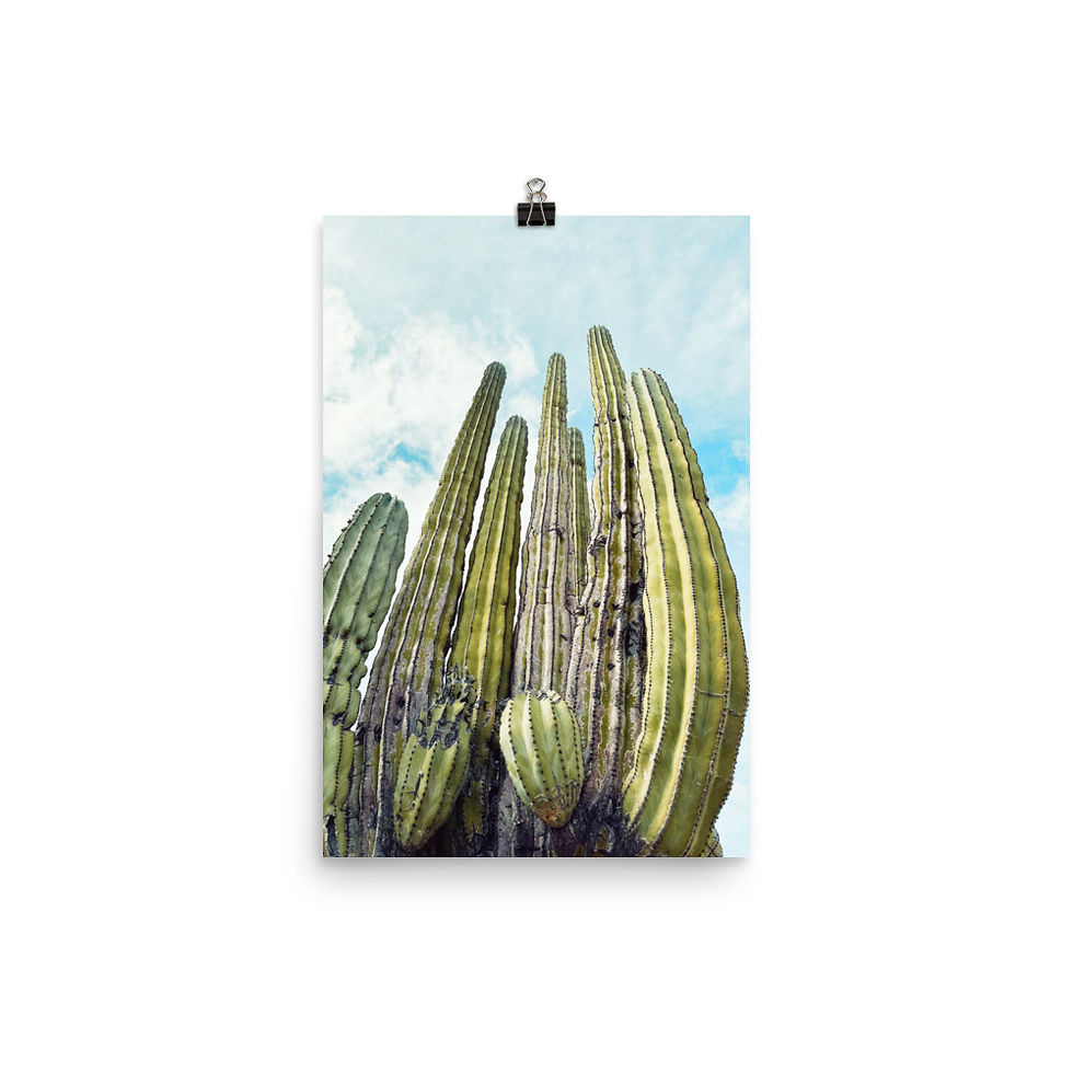 Thumbnail: Cactus Photo Print
