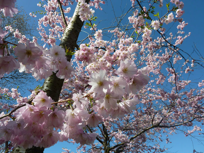 Cherry tree blossom