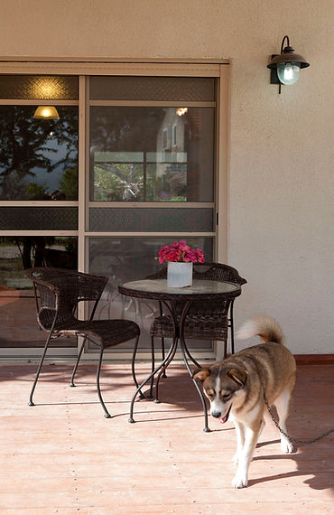 מבט אל הפרגולה במרפסת האחורית. וכלב המשפחה .