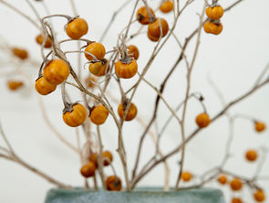 גרמנים, או איך ללמוד להתנצל.