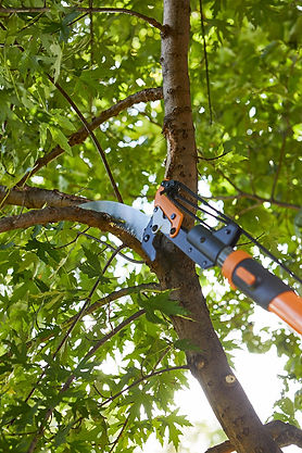 pruning-tree-limb-with-tree-saw-5197f15a-b271d97ff9dd46f0bbb74f6351b9ec88.jpg