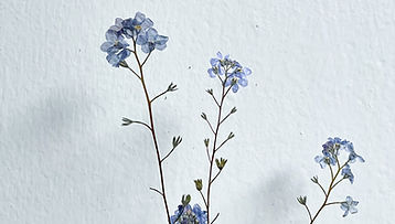 BLOOM - Portfólio.jpg