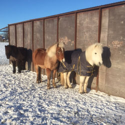 Tigull, Thokki och Flíra solar