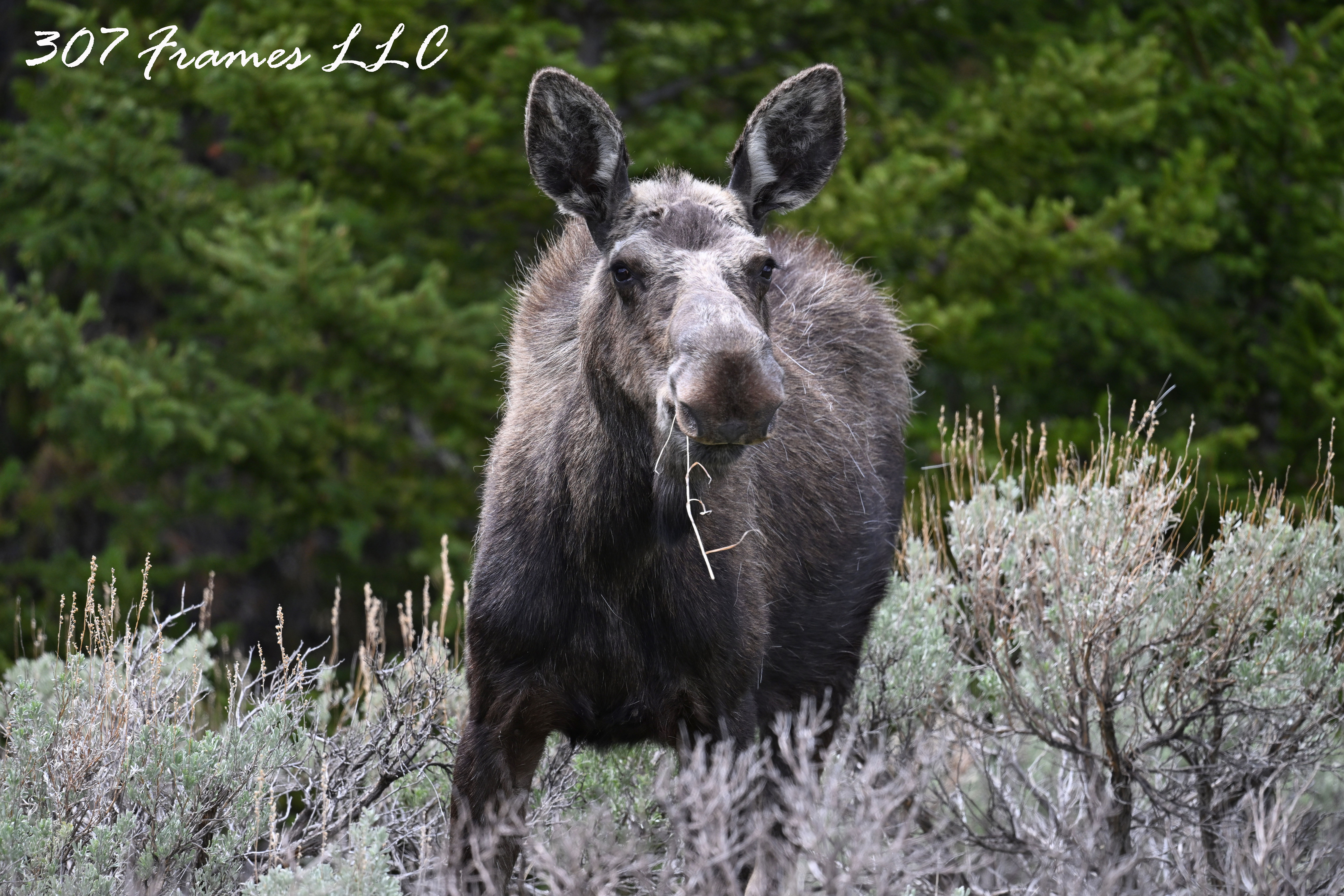 Cow Moose Grazing
