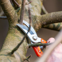 Taille des arbres et arbustes