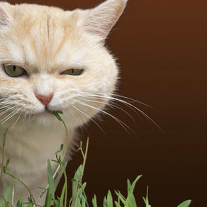 Le gazon passe à table!