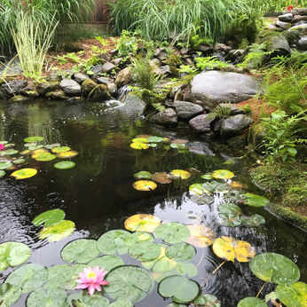 Entretien de Jardin d'eau