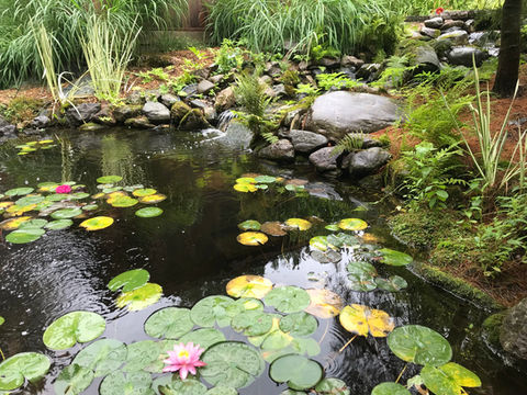 Entretien de Jardin d'eau
