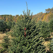 IMG_1628 carré2.jpeg