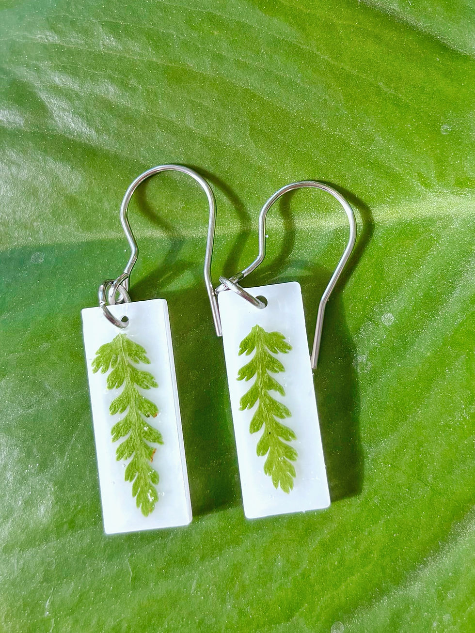 Thumbnail: baby green fern against white front view