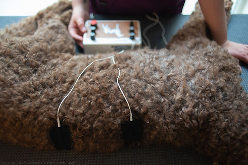 Pudelwohl Tierphysio Berlin Elektrotherapie