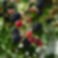 muda_amora_caingua_com_50cm_47_1_20210625164852.webp