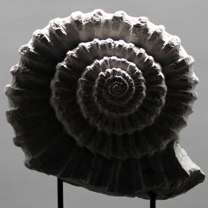 AMONITE-5.jpg