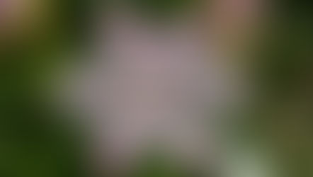 Teach the Gospel in Plain Language!