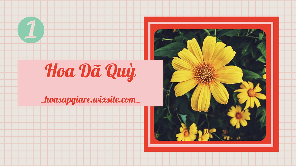 Tháng 11 là dịp ngắm hoa Dã Quỳ đẹp nhất