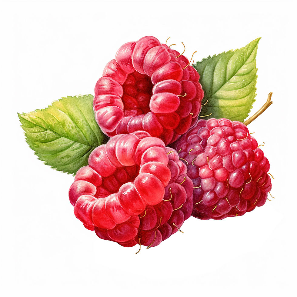 Eine Himbeer-Illustration im Wasserfarbenstil