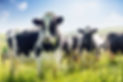 iStock-906635620.jpg
