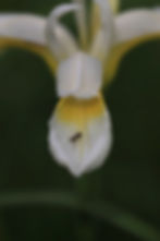 Ant and flower on hot spot.