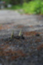 Bamboos grow up breaking pavement.