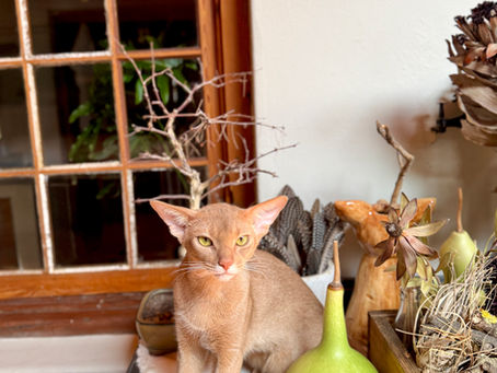 Abyssinian Kittens in Cape Town – Finding the Perfect Companion