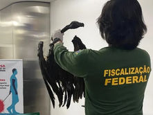 Fiscais encontram 62 ratos empalhados e abutres em bagagem de passageiro no Aeroporto de Guarulhos