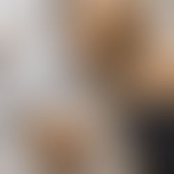 Atibaia: Defesa Animal realiza feira de adoção no dia 26/02