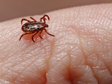 Instituto Adolfo Lutz confirma óbito de idoso por febre maculosa em Jundiaí