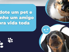 Atibaia: Defesa Animal recebe feira de adoção nesta quarta-feira (13)