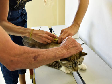 Abril Laranja: identificação de pets amplia proteção aos animais em Jundiaí