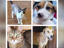 Feira de Adoção de Animais no Maxi Shopping