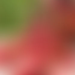 “42ª Festa do Morango de Jarinu e Atibaia” começa no próximo final de semana