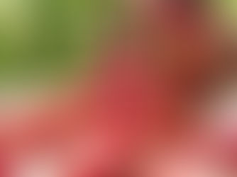 “42ª Festa do Morango de Jarinu e Atibaia” começa no próximo final de semana