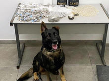 Equipes do Canil e ROMU, da GCM, apreendem grande quantidade de drogas em área de mata no Caetetuba