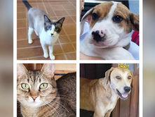 Feira de Adoção de Animais no Maxi Shopping