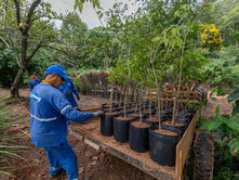 Jundiaí amplia arborização urbana e realiza plantio de mais de 2 mil árvores em 2025