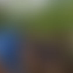 Jundiaí amplia arborização urbana e realiza plantio de mais de 2 mil árvores em 2025