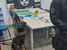 Canil da GCM de Atibaia apoia operação policial em Bom Jesus dos Perdões
