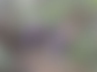 GCM de Campo Limpo Paulista recupera três motocicletas de alto valor em área de mata