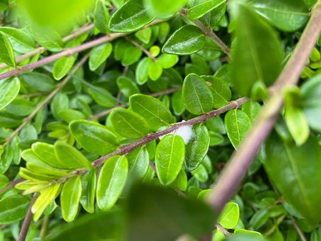 Frog Hopper & Xylella