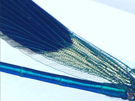 Dragonfly wings